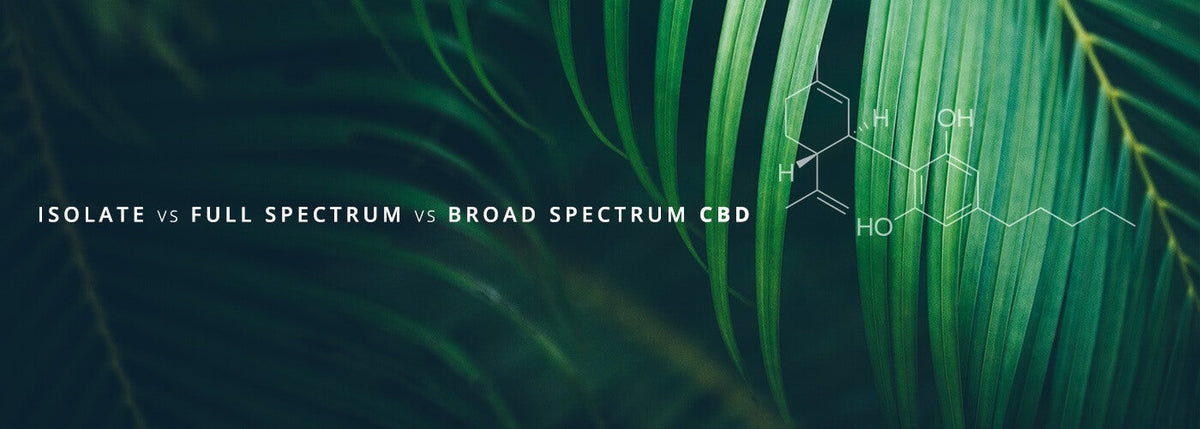 Isolate vs Full Spectrum vs Broad Spectrum CBD